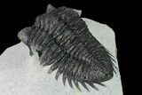 Coltraneia Trilobite Fossil - Huge Faceted Eyes #165853-4